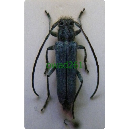 Opsilia (=Phytoecia) coerulescens (Scopoli, 1763) Zielarka żmijowcowa